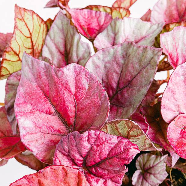 Begonia Beleaf Rex Redbull