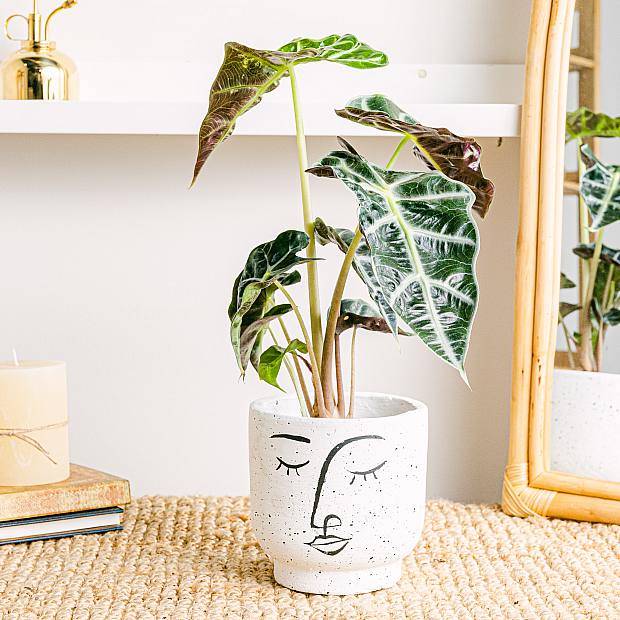 Alocasia amazonica