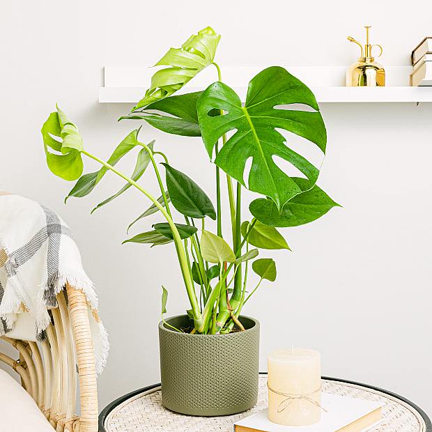 Monstera Deliciosa - Costola di Adamo