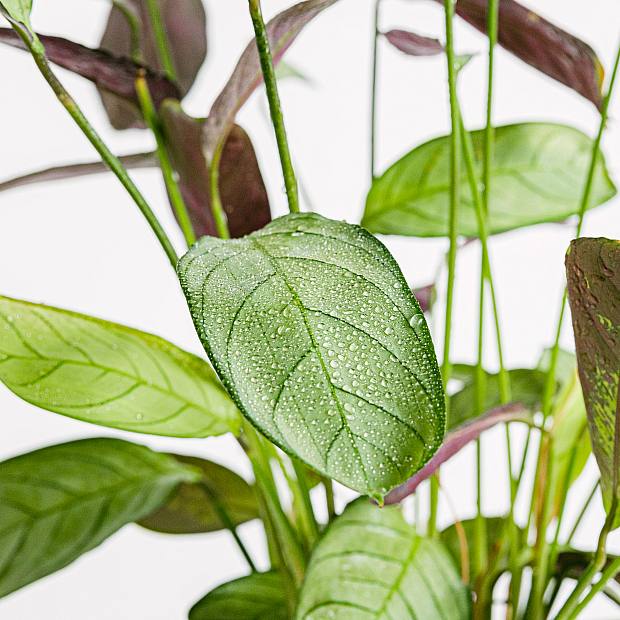 Ctenanthe Amagris details