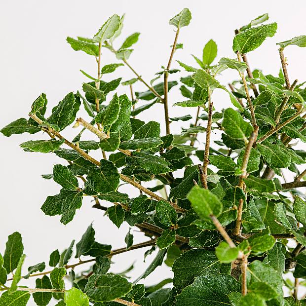 Bonsái 7 años Quecus