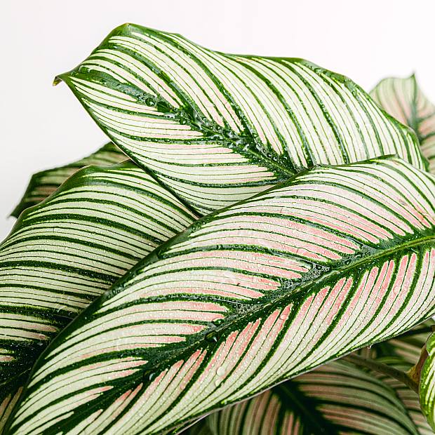 Calathea White Star