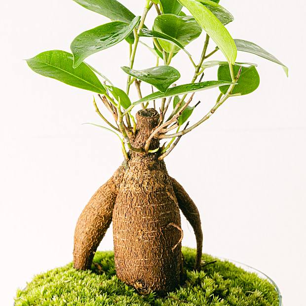 Terrarium Natura Green: Ficus Ginseng y Fitónia details