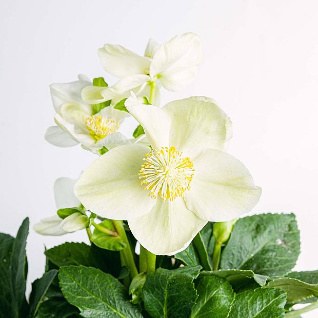 Helleborus Niger