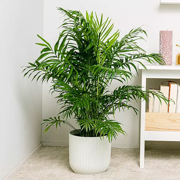 sansevieria sale Snake Plant – Buy Low-Maintenance Indoor Plant Online