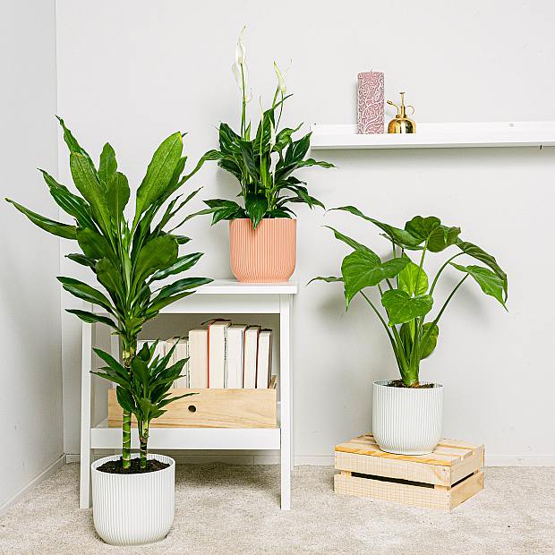 Trio of Plants: Tall purifying plants