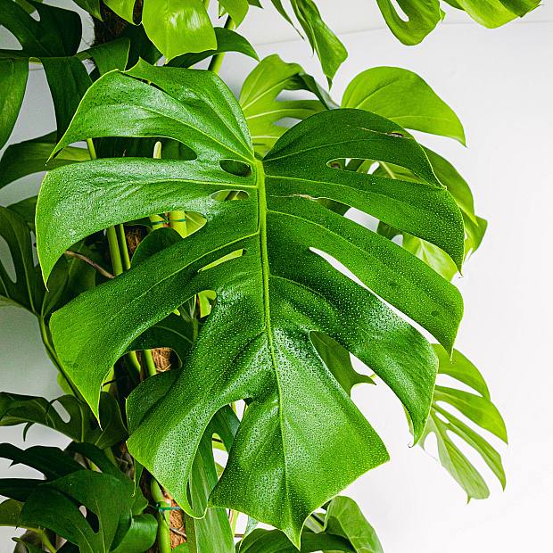 Monstera Deliciosa - Costilla de Adán