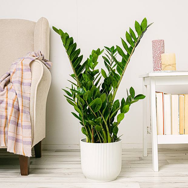 Planta Cuervo (ZZ)