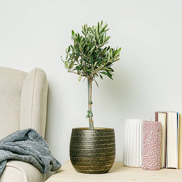 Olivenbaum - Glück und Wohlstand