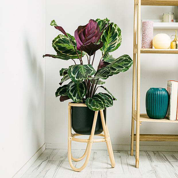 Calathea Medallion Verde