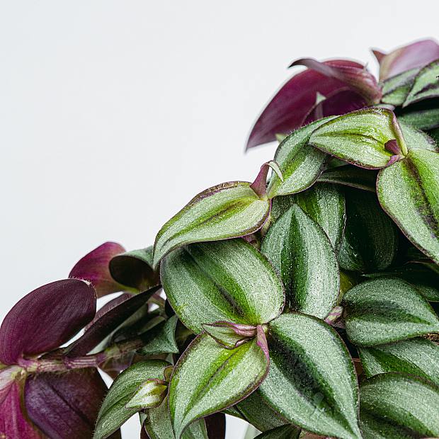Tradescantia zebrina details
