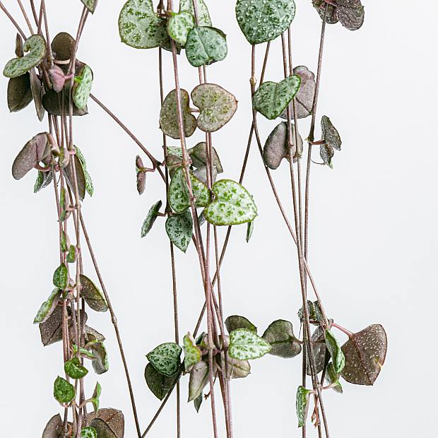 Růženec srdcí details