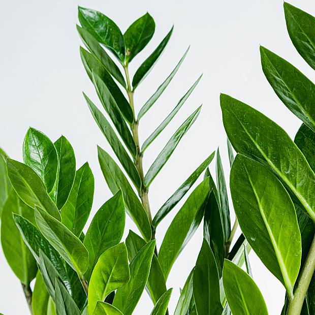 Planta Cuervo (ZZ) - Fácil Mantenimiento details