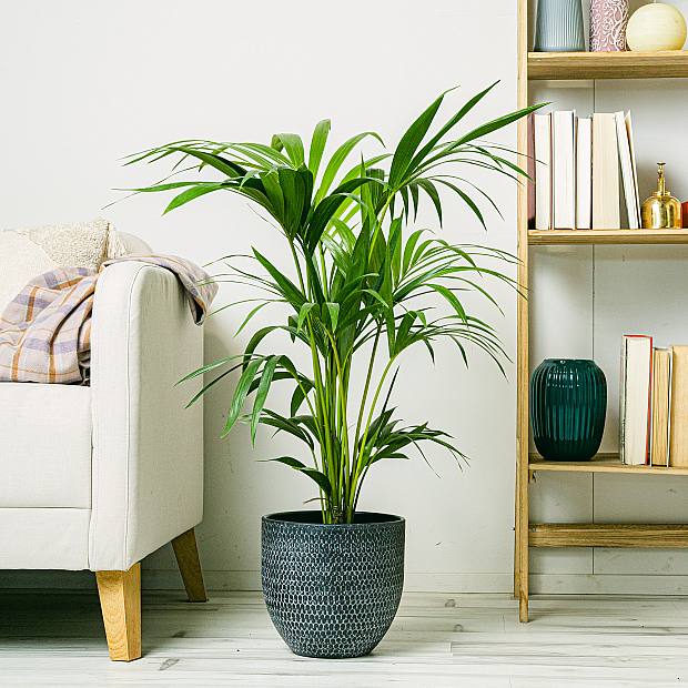 Kentia Palm