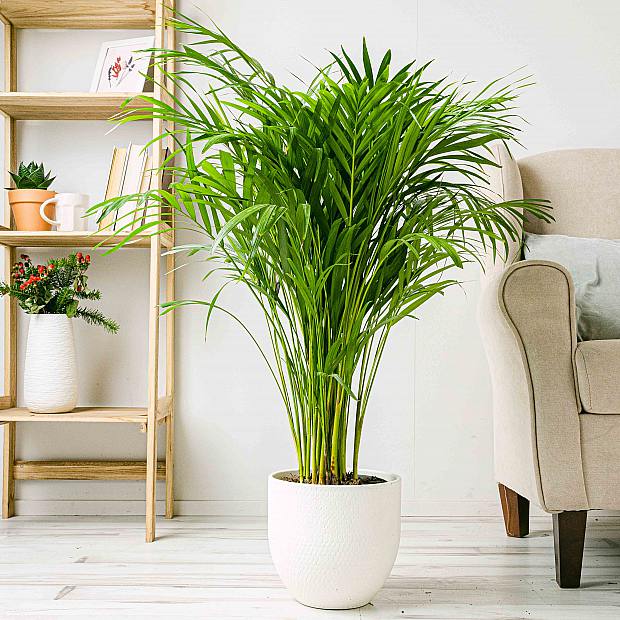 Arekapalme - Luftreiniger