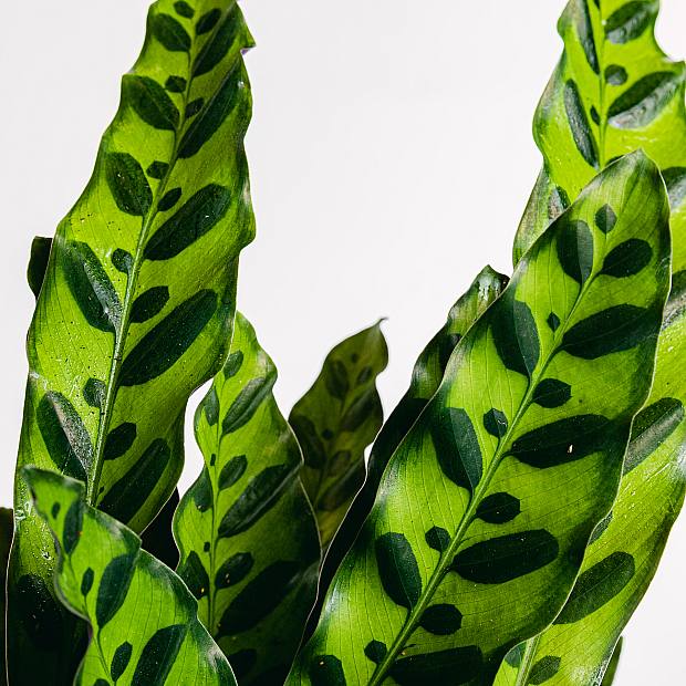 Calathea Lancifolia Encanto Verde