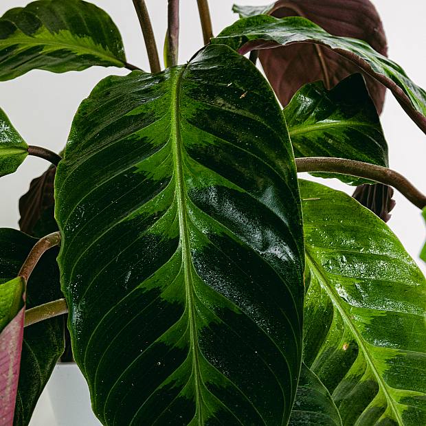 Calathea Warscewiczii P18
