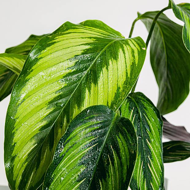 Calathea Ornata