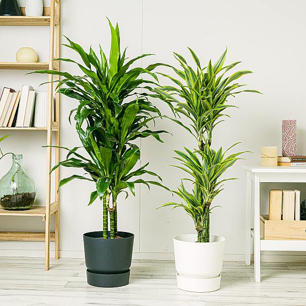 Dracaena Duo