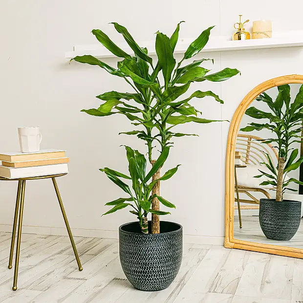 Dracaena Fragrans - Zierpflanze (Dracaena Fragrans) | extralarge