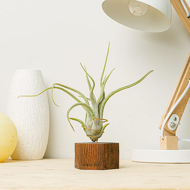 Planta de aire Viena