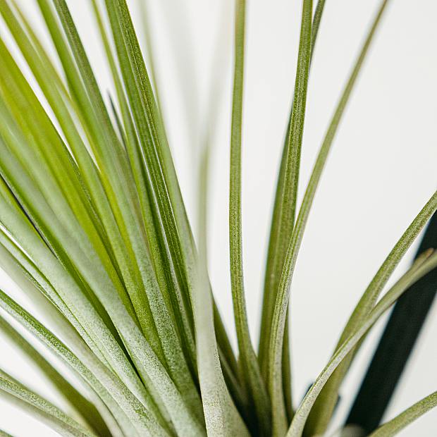 Planta de aire Singapur details