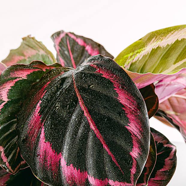 Calathea Roseopicta