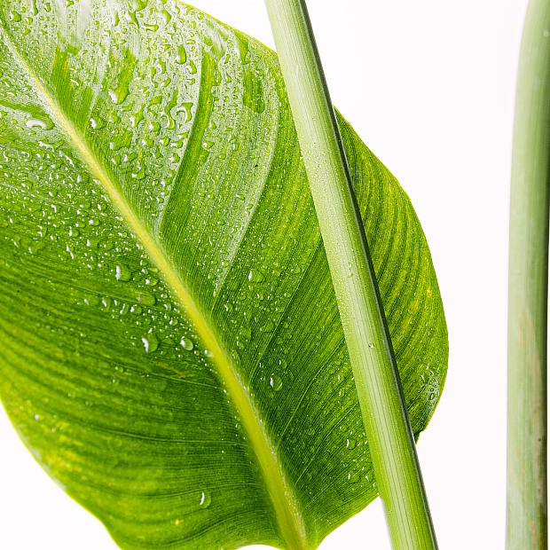 Paradisfågel details