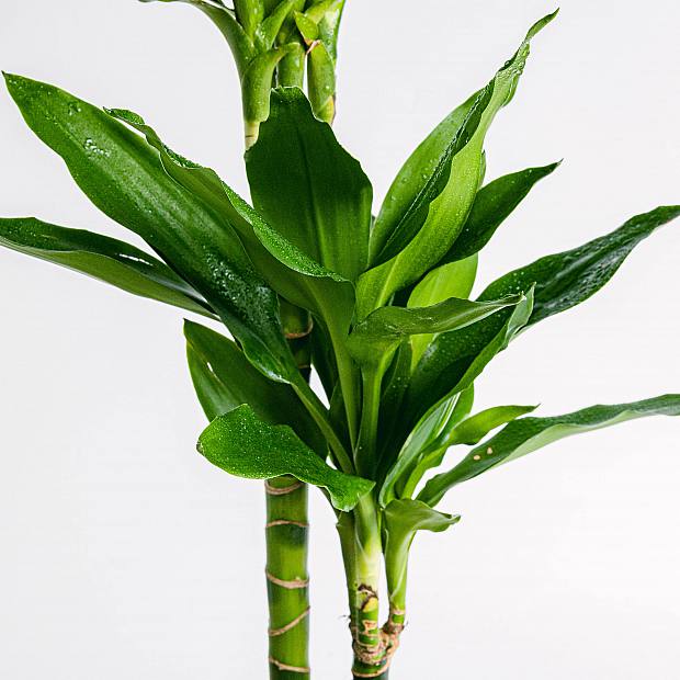 Dracaena Fragrans details