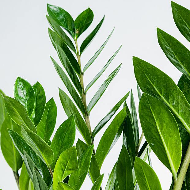 Raven Plant (ZZ) details