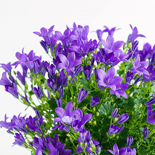 Campanula Abella Intense Purple
