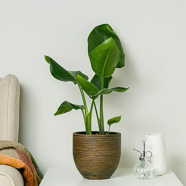 bio erde zimmerpflanzen GRATIS Bio Blumen- & Zimmerpflanzenerde 10L – Green Me Up main image 1