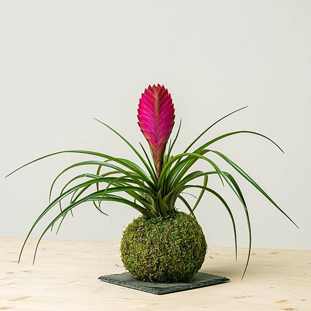 Tillandsia Kokedama