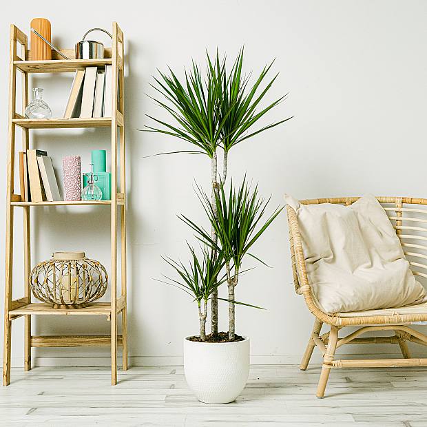 Dracaena Marginata - Planta resistente