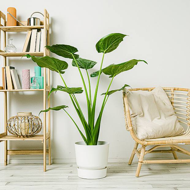 Alocasia Oreja de Elefante