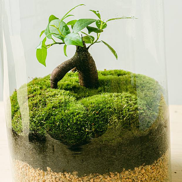 Terrarium Eco details