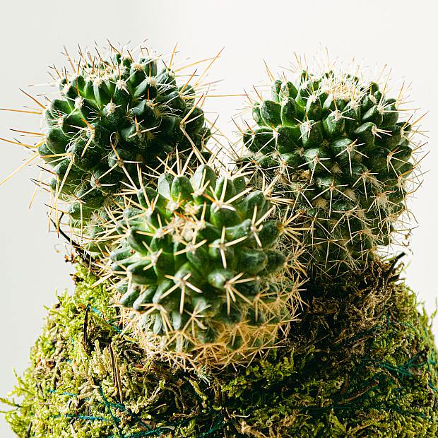 Cactus Kokedama details