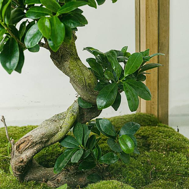 Twisted Forest details