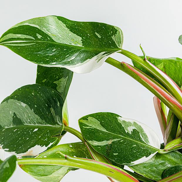 Philodendron White Knight