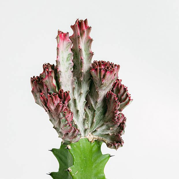 Euphorbia Lactea Variegata Crestata