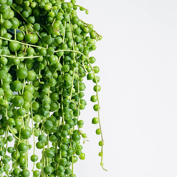 Collar de Perlas - Colgante natural