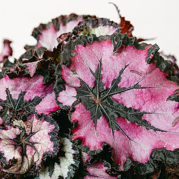 Begonia Rex Sardanna
