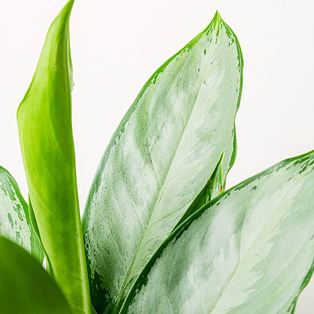 Aglaonema Silver Queen details