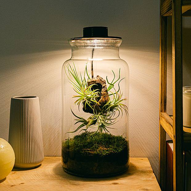 Terrario con Tillandsias Lumi XL details