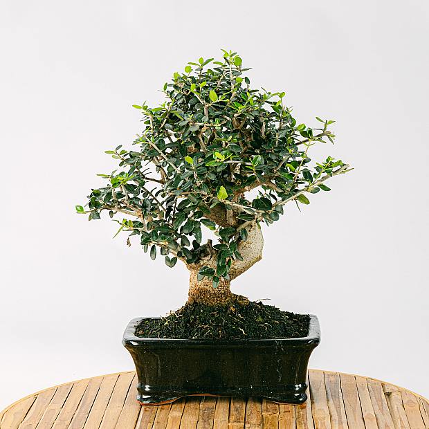 Bonsai Olivo 12 Jahre alt