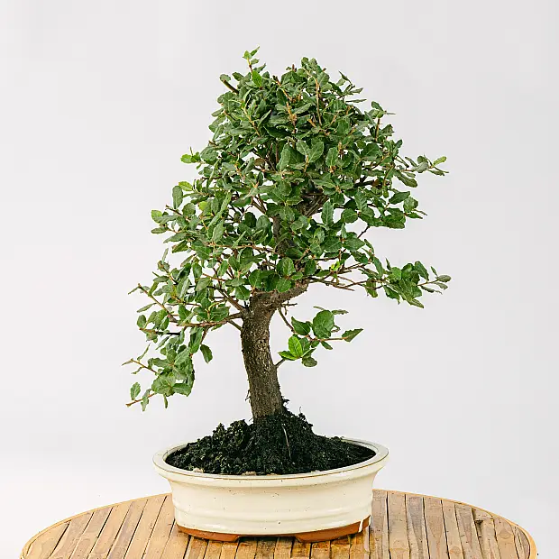 Bonsai 10 years old Quercus - A bonsai from the oak tree