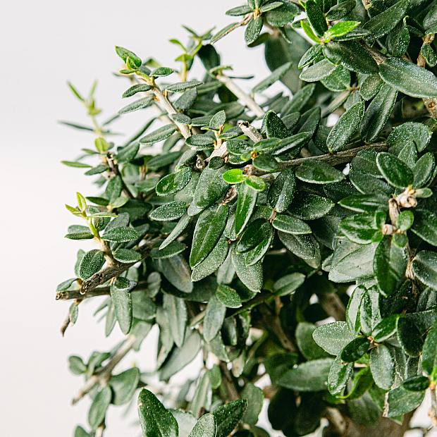 Bonsai Olivo 7 Jahre alt details