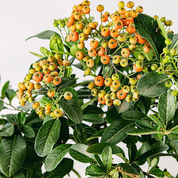 Bonsái 7 años Pyracantha sp. ZP-b2 details