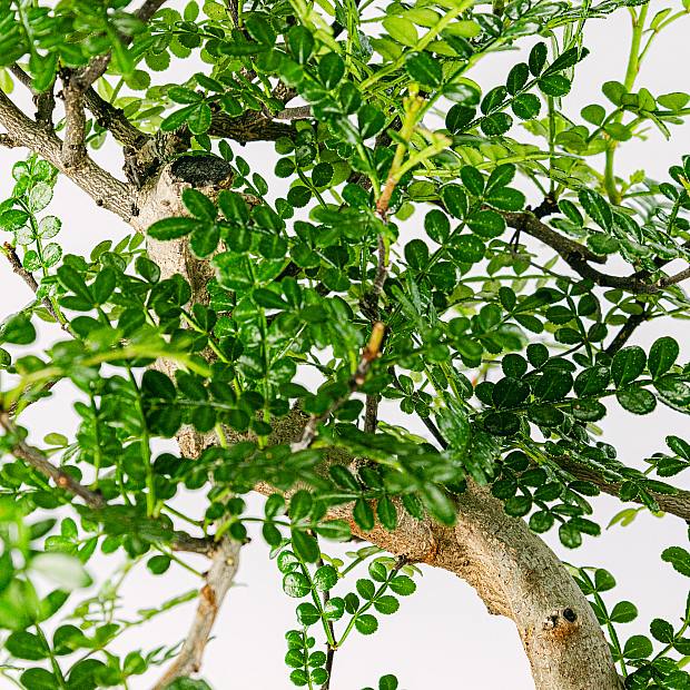 Bonsai Zanthoxylum Piperitum 8 Jahre details
