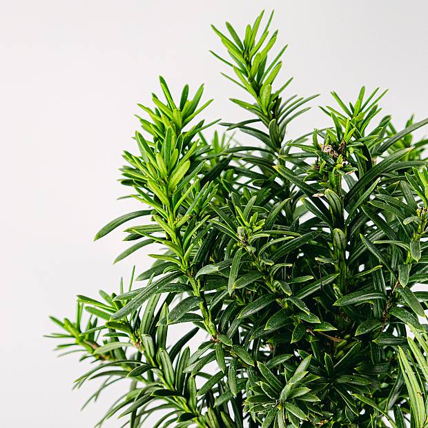 Бонсай 9 лет Taxus media details